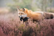 Gặp Freya, cô cáo đỏ người mẫu cực xinh đẹp 