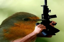 Những loài chim sát thủ cực đáng sợ ít ai ngờ tới