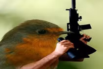 Những loài chim sát thủ cực đáng sợ ít ai ngờ tới