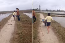 Phát hoảng mẹ bắt con... bốc phân trâu bò vì không thích đi học