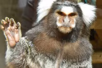 Khỉ mặt người gây sốt vì vẻ ngoài cực dị