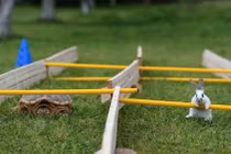 Kịch tính cuộc đua giữa thỏ và rùa ngoài đời thực