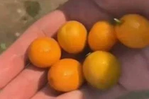 Ăn trộm quả "nhớ mãi không quên", người đàn ông làm điều choáng 