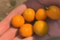 Ăn trộm quả "nhớ mãi không quên", người đàn ông làm điều choáng 