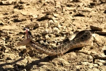 Cứu rắn khỏi chết, người nông dân nào ngờ bị "báo oán", trả giá đắt