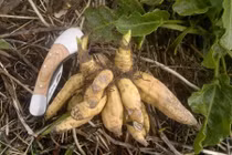 Rùng mình cây "những ngón tay người chết", ăn một ít sẽ chết ngay 