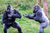 Khỉ đột mạnh nhất đàn hậm hực vì vòi ăn thứ này