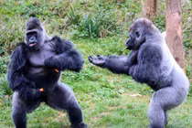 Khỉ đột mạnh nhất đàn hậm hực vì vòi ăn thứ này