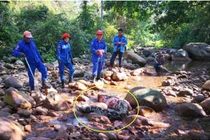 Nuốt chửng lợn rừng, trăn khổng lồ trả giá đắt