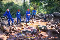 Nuốt chửng lợn rừng, trăn khổng lồ trả giá đắt