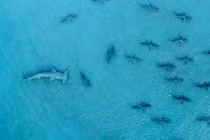 Cá mập đầu búa cậy mạnh săn đuổi cả đàn cá mập blacktip