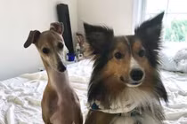 Chó mù không thể kết bạn và người anh khác giống tuyệt vời