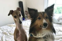 Chó mù không thể kết bạn và người anh khác giống tuyệt vời