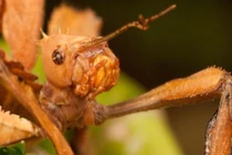 Những bà mẹ động vật không chồng vẫn có thể sinh con