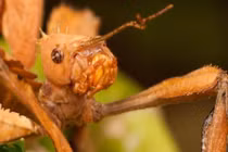 Những bà mẹ động vật không chồng vẫn có thể sinh con