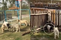 Chết cười lợn con lẻn vào chuồng, dọa sư tử con sợ phát khiếp