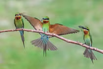 Chim hổ ngạo nghễ khoe chiến tích săn mồi với nhau