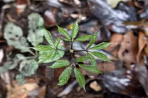 Điều tra vụ mất trộm hơn 500 gốc sâm Ngọc Linh tại Quảng Nam