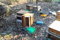 Thắc mắc mật ong bị lấy trộm... thì ra là kẻ trộm đặc biệt này