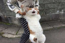 Đáng yêu mèo bị bắt "quả tang", mặt như hận cả thế giới 