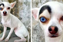 Chú chó mặt âm dương "bất chính bất tà", ai xem cũng ngỡ ngàng