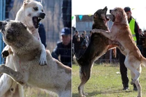 Cảnh chọi chó đẫm máu nhìn là thấy ghê rợn