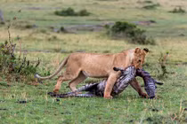 Những màn giết chóc đẫm máu của sư tử cái cô độc