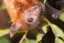 Ảnh đẹp về động vật hoang dã VN của nhiếp ảnh gia quốc tế (2)