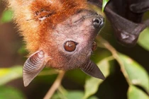 Ảnh đẹp về động vật hoang dã VN của nhiếp ảnh gia quốc tế (2)