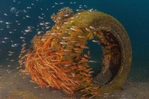 Bộ ảnh chứng tỏ năng lực thần kỳ của sinh vật biển