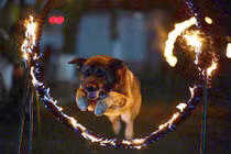 Những màn huấn luyện chó nghiệp vụ như phim hành động 