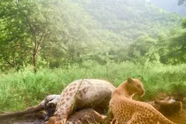 Sững sờ báo hoa mai "dâu tây" hiếm nhất thế giới xuất hiện 