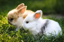 Giống thỏ ngọc mini cực đáng yêu gây sốt ở Việt Nam