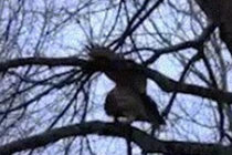 Rắn “sống dở chết dở” vì bị chim cú hành hạ