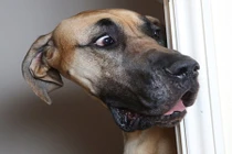 Chú chó nhút nhát Scooby Doo phiên bản đời thực