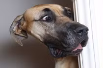 Chú chó nhút nhát Scooby Doo phiên bản đời thực