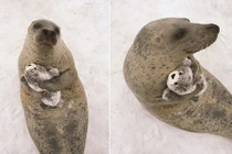 Nhìn thấy phiên bản mini chính mình, hải cẩu làm điều bất ngờ