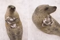 Nhìn thấy phiên bản mini chính mình, hải cẩu làm điều bất ngờ