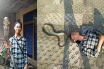 Trai trẻ tự hào thân thiết với rắn hổ mang chúa... trả giá đắt