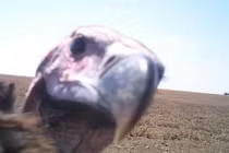 Bộ sưu tập ảnh động vật tự sướng siêu độc đáo