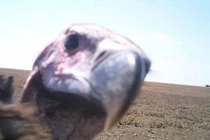 Bộ sưu tập ảnh động vật tự sướng siêu độc đáo