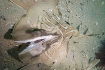 Phẫn nộ sự thật sau thảm cảnh cá đuối bị vỡ đôi đầu 