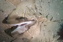 Phẫn nộ sự thật sau thảm cảnh cá đuối bị vỡ đôi đầu 