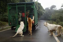 Hãi hùng cảnh vườn thú “nhốt” du khách để thú dữ quây