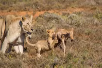 Tận mục bài học săn đầu đời của sư tử con 