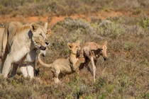 Tận mục bài học săn đầu đời của sư tử con 