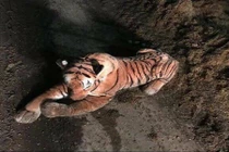 Chuyện lạ hôm nay: Thấy hổ trong chuồng bò, vội báo cảnh sát và cái kết