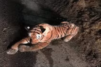 Chuyện lạ hôm nay: Thấy hổ trong chuồng bò, vội báo cảnh sát và cái kết