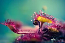 Vẻ đẹp nguy hiểm của thực vật ngoài hành tinh