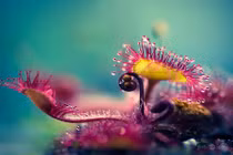 Vẻ đẹp nguy hiểm của thực vật ngoài hành tinh